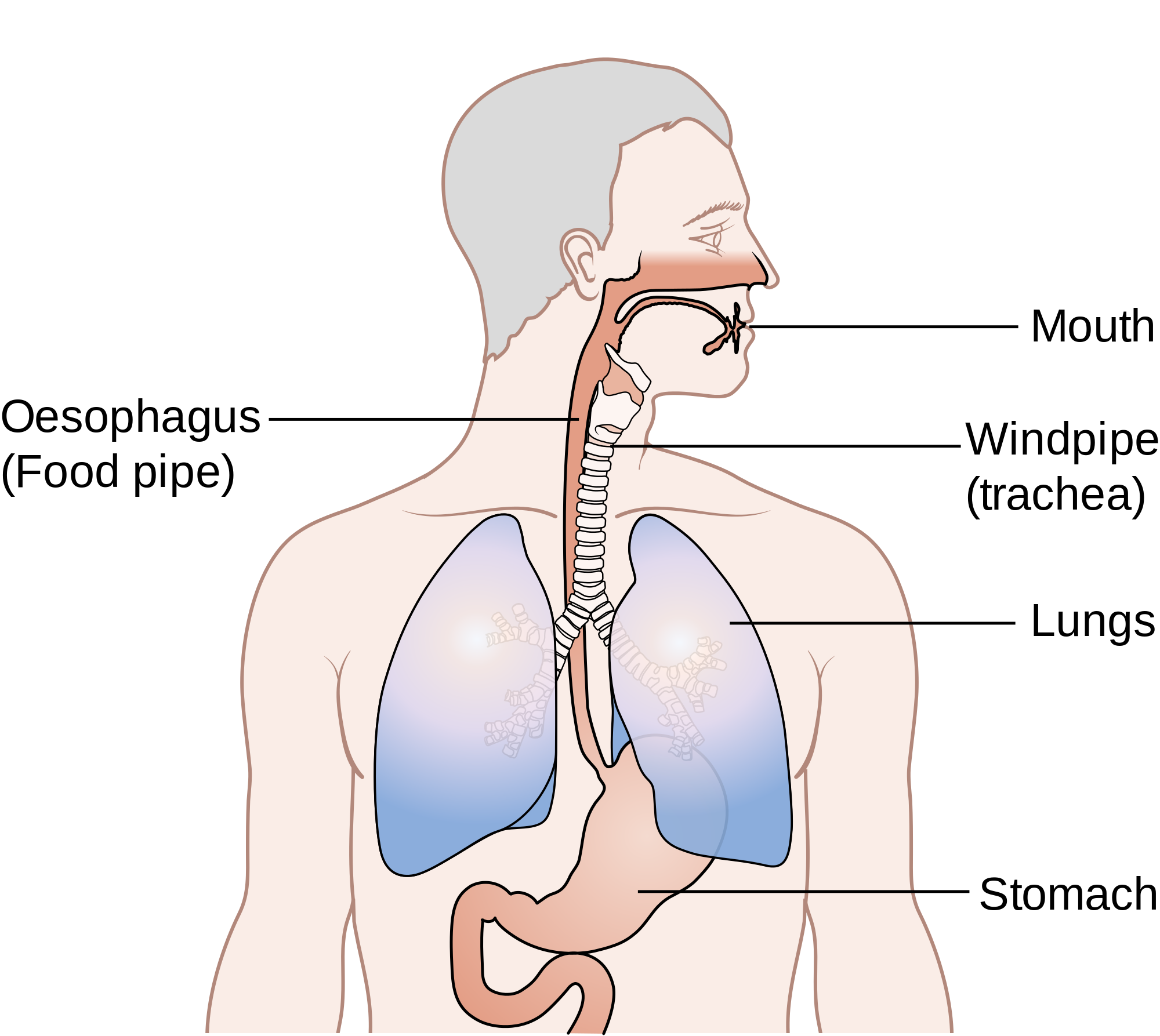Esophagus Cancer Surgery