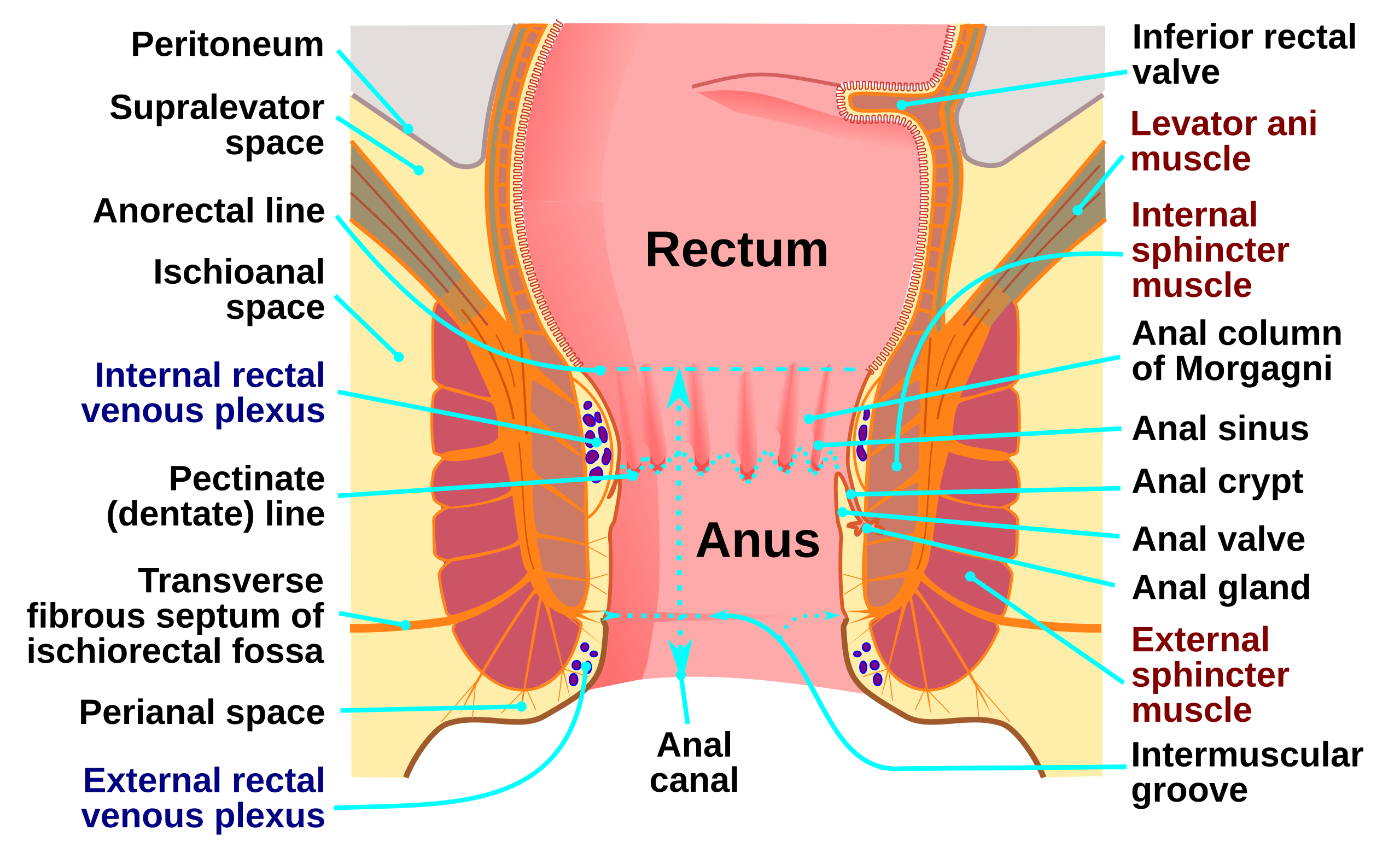 Anus- Anatomy, Functions and Conditions