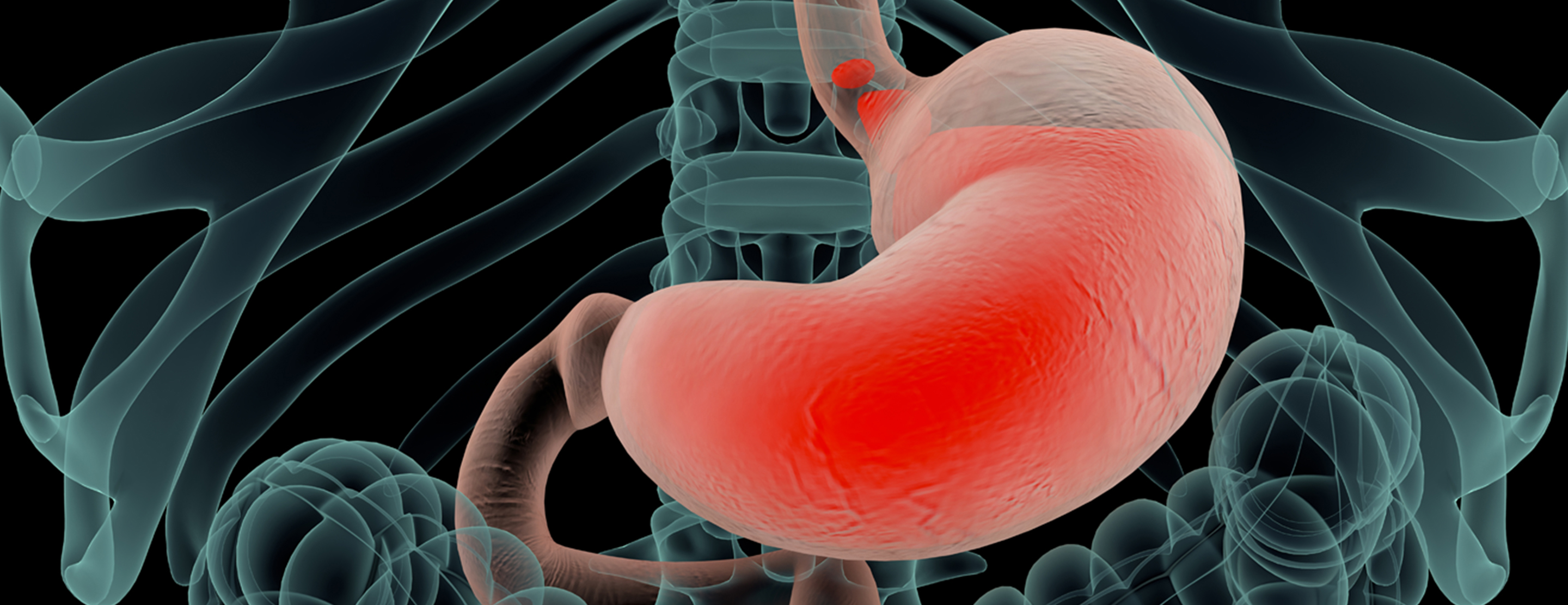 Stomach- Anatomy, Functions and Conditions