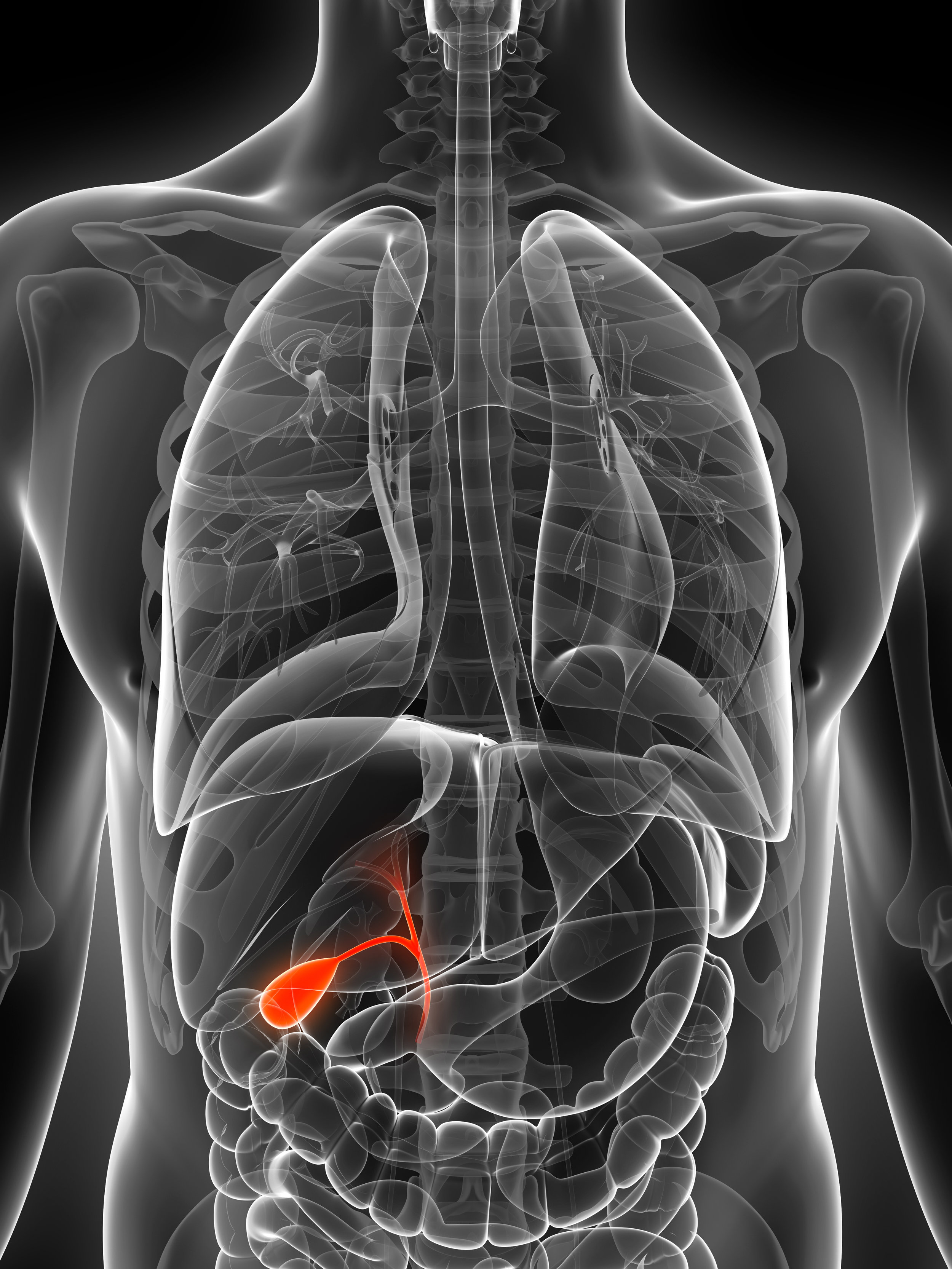 Gallbladder-  Anatomy, Functions and Conditions