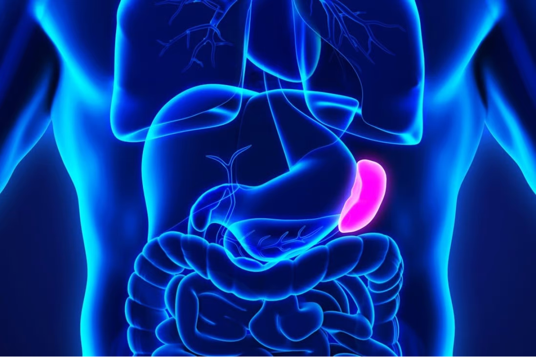 Spleen- Anatomy, Functions and Conditions