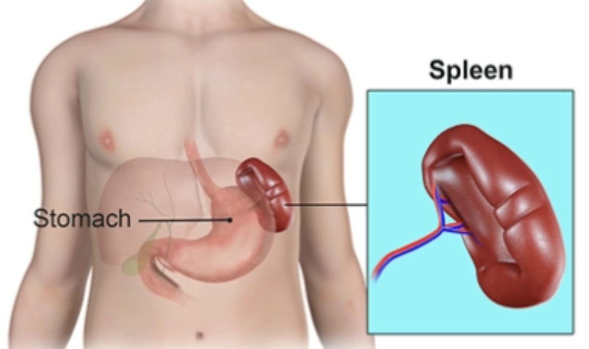 Spleen Removal Surgery